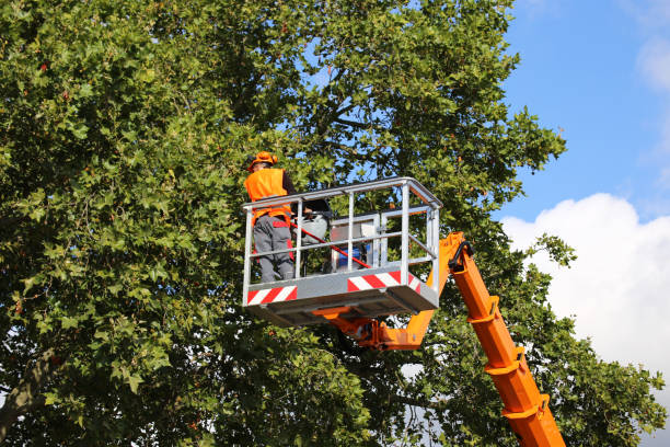 How Our Tree Care Process Works  in Rolling Meadows, IL